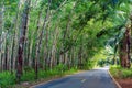 Row of expired para rubber tree and palm tree