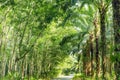 Row of expired para rubber tree and palm tree Royalty Free Stock Photo