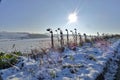 Faded sunflower in winter landscape Royalty Free Stock Photo