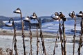 Faded sunflower in winter landscape Royalty Free Stock Photo