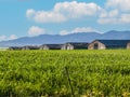 Row of farm sheds beyond green crop and in front of mountain range