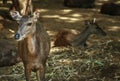 Row female deer close up photo Royalty Free Stock Photo