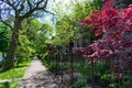 Row of Fenced in Homes and a Red Leaf Tree in Logan Square Chicago