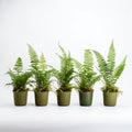 Row Of Fern Plants In Pots: American Studio Craft Movement Inspired Royalty Free Stock Photo