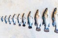 In row, fish of different sizes. Stages of fish growth