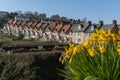 A row of fisherman cottages in the coastal village of Beer, bright yellow daffodils in the foreground