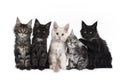 Row of five Maine Coons on white background Royalty Free Stock Photo