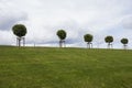 Row of five manicured Tilia trees in line on a green grass lawn hill of the Garden of Venus with a blue sky and white grey clouds