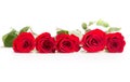 Row of five roses on white background