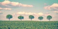 Row of five trees in a field Royalty Free Stock Photo