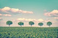 Row of five trees in a field Royalty Free Stock Photo