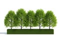 Row of five trimmed trees Royalty Free Stock Photo