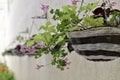 A row of flower baskets hangs on the wall a long above the lower decorative plants, along a horizontal arrangement Royalty Free Stock Photo