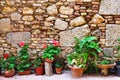 Row of flower pots in front of an old stone wall Royalty Free Stock Photo