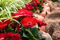 Row of flowering red gerberas with pots.