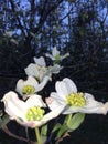 row of flowers