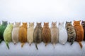 Colorful Fluffy Hamsters in a Row on White Background Royalty Free Stock Photo