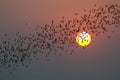 Row of flying bats colony