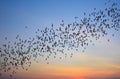 Row of flying bats colony