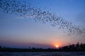 Row of flying bats colony