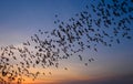 Row of flying bats colony Royalty Free Stock Photo