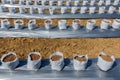 Row of Coconut coir in nursery white bag for farm with fertigation , irrigation system Royalty Free Stock Photo