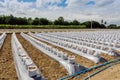 Row of Coconut coir in nursery white bag for farm with fertigation , irrigation system Royalty Free Stock Photo