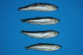 A row of four frozen gray sea fish herring