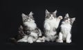 Row of four playing black tabby with white Maine Coons cats Royalty Free Stock Photo