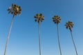 Row of Four Washingtonia Robusta Palm Trees Royalty Free Stock Photo