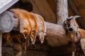 Row of fox fur pelts hanging on wooden log Royalty Free Stock Photo