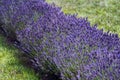 Row of french lavender at a farm Royalty Free Stock Photo