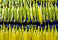 A row of fresh corn cobs. Royalty Free Stock Photo