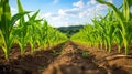 Row of fresh cornstalk in sunny field Royalty Free Stock Photo
