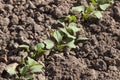 cucumber plantation Royalty Free Stock Photo