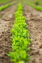 Row of fresh green herbs on the field. Farmland - eco-plowland with planted herbs, vegetables plantation Royalty Free Stock Photo