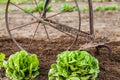 Fresh Green Lettuce