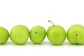 Row of fresh jujube fruit (Ziziphus jujuba)