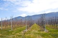 row of fresh pruned apple trees in a modern orchard in march