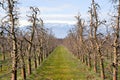 row of fresh pruned apple trees in an orchard in march