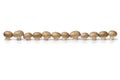Row of fresh raw chestnut mushrooms Royalty Free Stock Photo