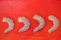 The row Fresh Shrimp in red plate background for cook Royalty Free Stock Photo