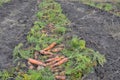 Row of freshly dug carrots with foliage at ground Royalty Free Stock Photo