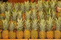 Row of freshly picked pineapples