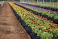 row of freshly planted flowers, ready to blossom and bloom