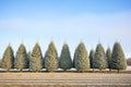 row of frosted fir trees in a winter field Royalty Free Stock Photo