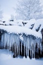 Row of frosty icicles in nature