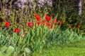 Row of garden red tulips. Spring flower buds. Royalty Free Stock Photo