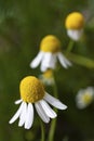 A row of German chamomile flowers in bloom.