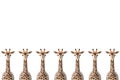 Row of giraffes